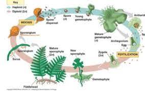 Life cycle of bryophytes and pteridophytes. Life Cycle Of A Plant And Alteration Of Generations Examples And Videos