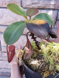 Nepenthes Rajah みのちき薬用植物園