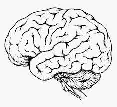 Download unlabeled brain diagram and use any clip art,coloring,png graphics in your website, document or presentation. Blank Brain Diagram Koibana Info Brain Drawing Brain Diagram Brain Art