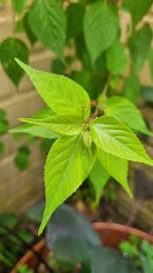 Image result for Acalypha welwitschiana