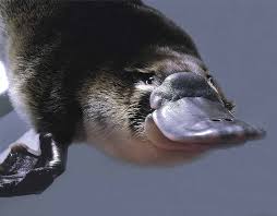 We've gathered more than 5 million images uploaded by our users and sorted them by the most popular ones. Platypus 1080p 2k 4k 5k Hd Wallpapers Free Download Wallpaper Flare
