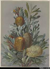 Banksia Marginata Rosa Fiveash Was The Most Accomplished And The Best Known Of The Late 19th A Botanical Artwork Australian Wildflowers Vegetable Illustration