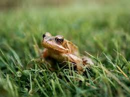 Happy frog potting soil is designed for container planting. Quick And Easy Ways To Get Rid Of Frogs In Your Yard