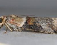 Image result for Acrotome hispida