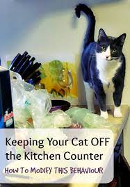 How To Keep Your Cat Off The Kitchen Counter Cat Care Cat Training Cats