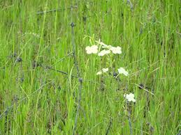 Image result for Enteropogon prieurii