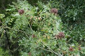 Image result for Diclis reptans