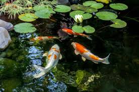 Kolam yang bersih dan terawat akan membuat ikan koi yang anda miliki lebih sehat dan tidak mudah terserang penyakit. Memberi Efek Tenang Ini Tips Membuat Kolam Ikan Di Rumah Dan 6 Rekomendasi Hiasannya 2019