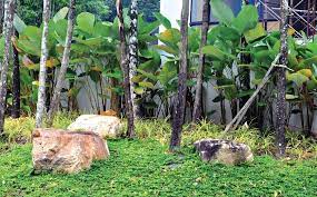 Pokok tutup bumi adalah sejenis pokok yang terdapat di hutan malaysia, dan nama botani pokok tutup bumi adalah elephantopus scaber., dalam perubatan tradisional, ia digunakan bagi merawat penyakit demam kepialu. Tanaman Tutup Bumi