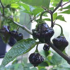 Bli först med att recensera denna produkt. Bolivian Bumpy Wunderschon Gefarbte Chili Aus Bolivien