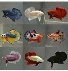 Blue You Feel So Right Day 3 With This Migraine But Starting To Feel Some Relief Today I Aim To Take Photos Of Pet Fish Betta Fish Types Betta Fish