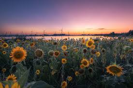 Get stunning sunset pictures in our handpicked collection for free. Sunflower Flower Sea Sunrise Sunset Scenery Photo Image Picture Free Download 501574807 Lovepik Com