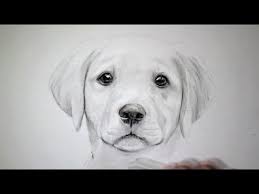 7 octobre 2020 12 dessin facile. Comment Dessiner Un Chien Tutoriel Youtube