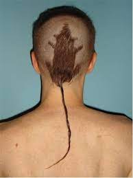 Ratatouille Haircut Funny Rat Tail Haircut Bad Haircut