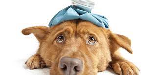 How To Treat And Identify Hives On Dogs Don T Let Your Pooch Suffer