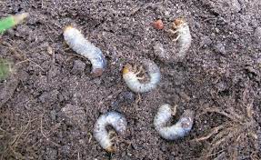 Wenn sie in ihrem garten larven finden drängt sich die frage auf zu welcher insektenart diese gehören. Gartenlaubkafer Erkennen Und Bekampfen Mein Schoner Garten