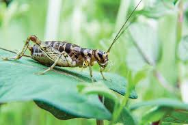 We stick with these pest control in denver, co, phoenix, az, kansas city, ks, columbus. Aquaponics Fish Crickets Aquaponic