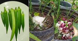 Serai juga berkhasiat serta terbukti mempunyai kebaikan dan kelebihannya yang tersendiri. Jika Nak Cantik Dalam Luaran Buat Air Minuman Campuran Serai Halia Dan Kunyit Mudah Aje Membuatnya Keluarga