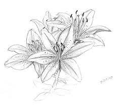 Studio Cyen Gallery Flower Drawing Flower Pattern Drawing Lilies Drawing