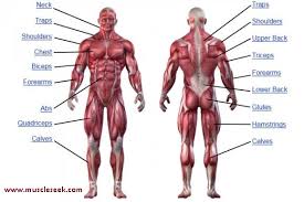 The muscular system is responsible for the movement of the human body. Muscles Anatomy Different Muscles Name Location Muscleseek