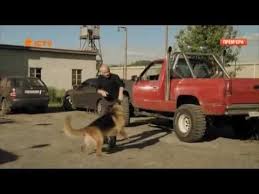 смотреть фильм пес 4 сезон все серии в ютубе Serial Pyos 1 Sezon Youtube Dogs Animals