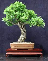 The leaves of the oak trees are fresh and lush at the moment and form a fantastic canopy. How To Bonsai An Oak Sapling Bonsai Tree Gardener