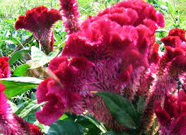Pin On Unusual Flowers