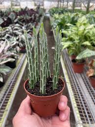 Image result for Senecio viminalis