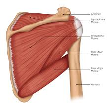 The infraspinatus muscle tendon is sometimes separated from the capsule of the shoulder joint by a bursa. Shoulder Surgeon Chicago Il Dr Steven Chudik
