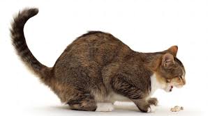 Kedim Neden Kusuyor Kedi