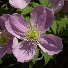 Clematis montana (mountain clematis also himalayan clematis or anemone clematis) is a flowering plant in the buttercup family ranunculaceae. Berg Waldrebe Tetrarose Clematis Montana Tetrarose
