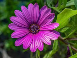 See more ideas about flowers, flower pictures, planting flowers. List Of 300 Flower Names A To Z With Images Florgeous
