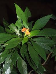 Image result for Crossandra spinescens