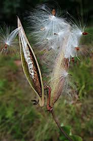 Asclepiadaceae Asclepias Purpurascens Purple Chronicles Of A Love Affair With Nature Milkweed Seeds Asclepias Seed Pods