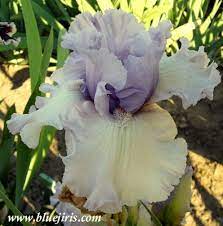 Tbcrystalgazer Tbathrue Iris Wiki