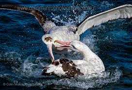 Albatross: Ocean navigators par excellence. - Marine Bio-images BlogMarine  Bio-images Blog