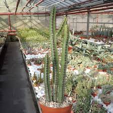 Image result for Euphorbia griseola