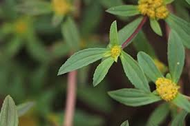 Image result for Flaveria trinervia