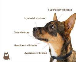 The dogs whiskers are very sensitive to air currents. Why Do Dogs Have Whiskers Dog Whisker Functions