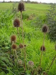 Image result for Dipsacus