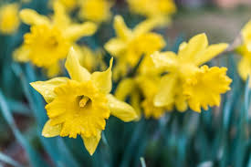 We did not find results for: Summer Flowering Bulbs To Plant In March