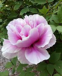 I fiori del periodo, che possiamo trovare a giugno, luglio ed le ortesie, fiori molto grossi e spumeggianti, anch'essi di varie tonalità del bianco e rosa, ma la peonie ? Le Peonie Per Le Quali Kusunoki Si Tolse L Armatura Orto Botanico