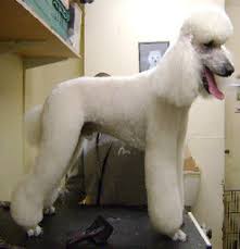 Check spelling or type a new query. Posh Pets 812 Bristol Road Selly Oak Birmingham West Midlands B29 6na
