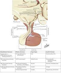 Drugs Used In Disorders Of The Endocrine System Basicmedical Key