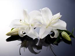 Send flowers in west hollywood from floom, we have a wide variety of only the best flowers and florists in the area, with our partnering west hollywood florists. West Hollywood Obituaries West Hollywood Ca Patch