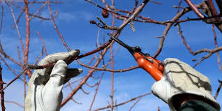 În general, foarfeca de grădină, fierăstrăul de grădină și foarfeca pentru crengi sunt cele mai bune unelte pentru toaletarea pomilor fructiferi. Reguli De TÄiere Pentru Diferite Soiuri De Pomi Fructiferi Glissando