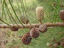 Image result for Casuarina glauca