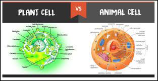 Plant cell animal cell wall. Difference Between Plant And Animal Cells