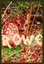 Baby Boy Or Girl Name Rowe Meaning Roe Deer From The Rowan Tree Red Haired Origin British Scottish Irish Ht Baby Names Scottish Baby Names Cute Names