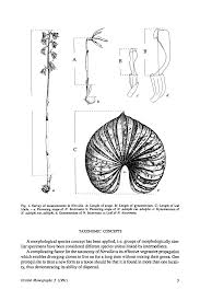 Image result for Nervilia adolphi